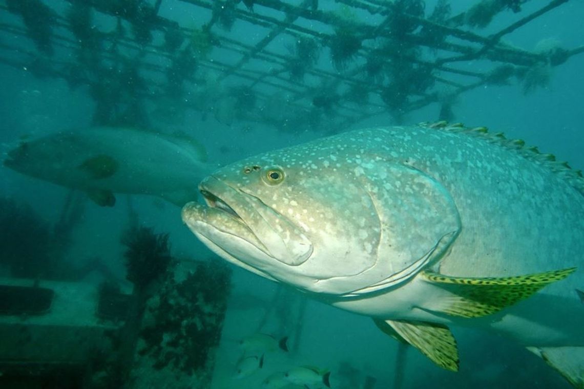 Giant Groupers - Epinephelus lanceolatus This Giant Groupers - Epinephelus lanceolatus are impressive in size, being the largest bony fish found in coral reefs.  They can grow up to 2.5 meters or more.  There are 2 of them in this picture.<br />
<br />
Usually, they will hang out near to structures like in this case, artificial reefs and can be approached to very close distance unless divers swim abruptly to them, they will swim away but will eventually returns to their &#039;regular&#039; place after a while. Epinephelus lanceolatus,Geotagged,Giant grouper,Mabul,Malaysia,sabah