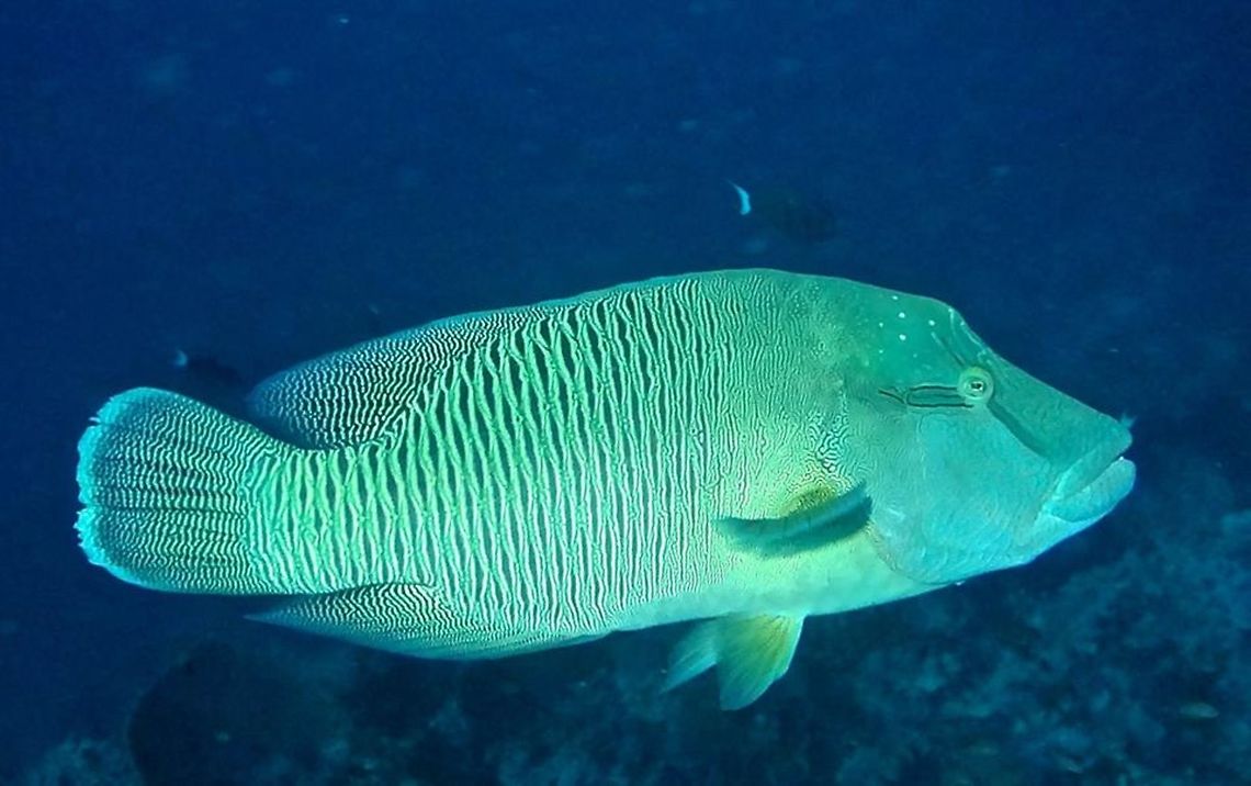 Napoleon Wrasse - Cheilinus undulatus The Napoleon Wrasse - Cheilinus undulatus is also called Humphead Wrasse.  The name Napoleon was probably due to the Hump on its head, that makes it looks like the hat that Napoleon Bonaparte wears.<br />
<br />
This fish is a protected species.  They can grow very big, 1 meter or more.  The patterns and colouration of them are quite impressive. Cheilinus undulatus,Geotagged,Humphead wrasse,Malaysia,Napoleon Wrasse,Sipadan,sabah