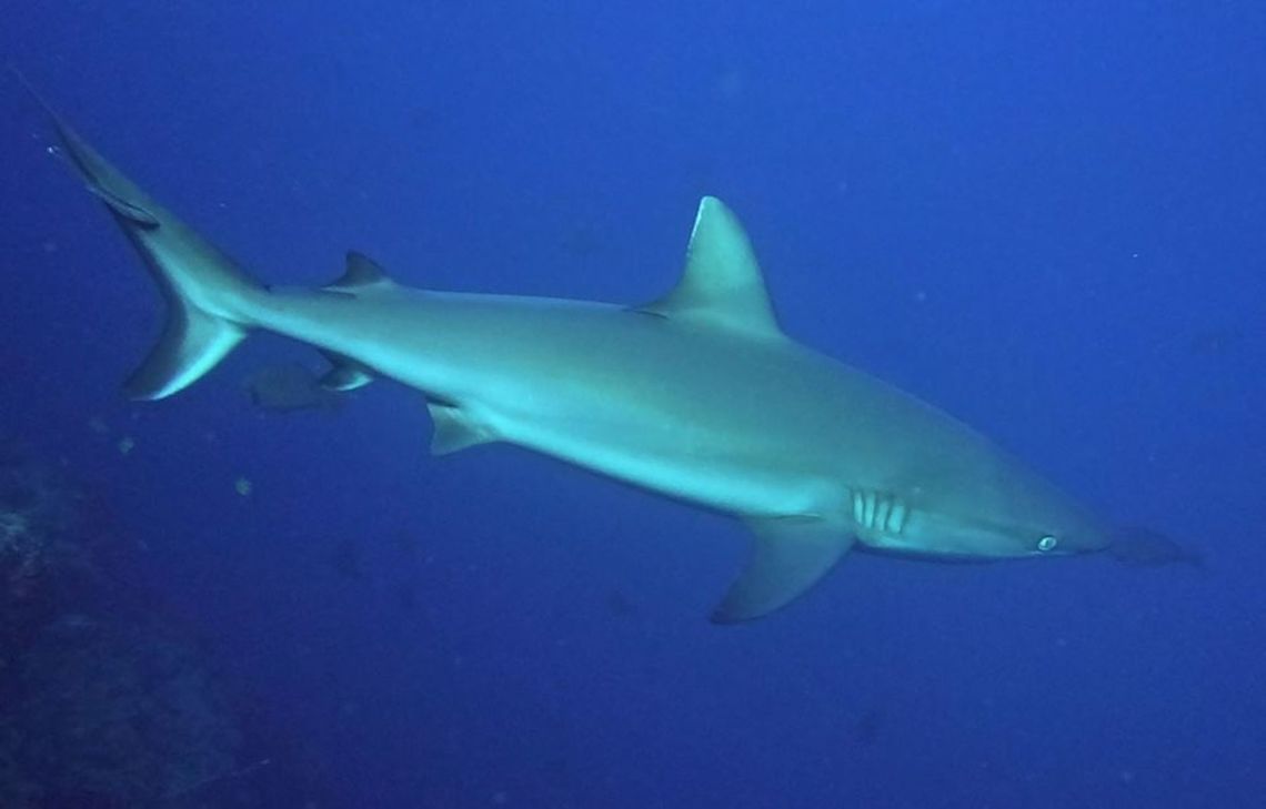 Grey Reef Shark - Carcharhinus amblyrhynchos The Grey Reef Shark - Carcharhinus amblyrhynchos is from the type of Sharks that need to constantly swim, otherwise they will drown!  They take in oxygen through their gills, and as they swim, near/fresh water are channeled through their mouth and passed through the gills.  If they stops swimming, then the intake of oxygen will be less and they may eventually drown.<br />
<br />
They can be up to nearly 2 meters in size but most of the time, around 1.5 meters. Carcharhinus amblyrhynchos,Geotagged,Grey reef shark,Malaysia,Shark,Sipadan,sabah