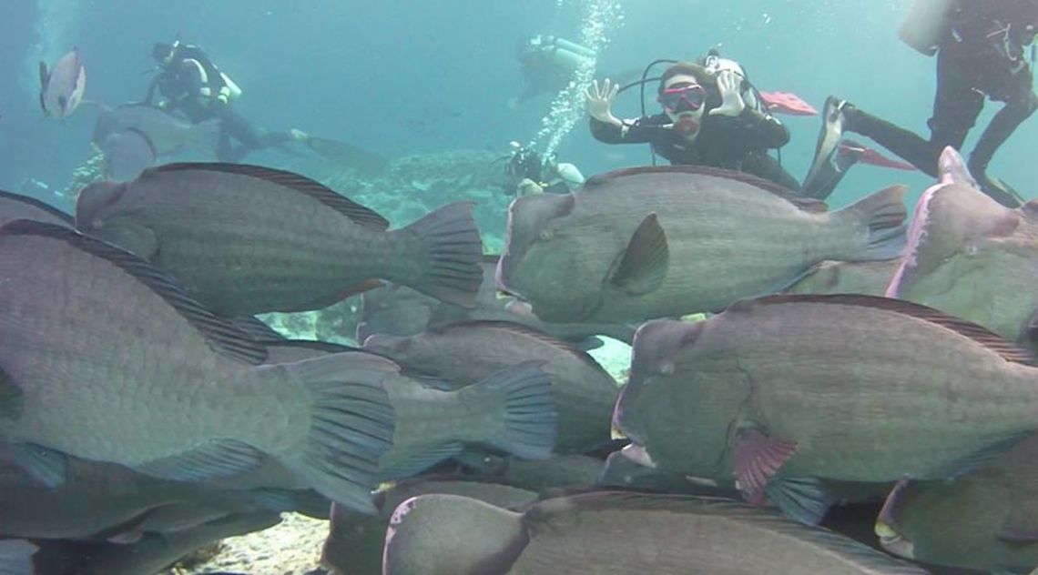 Bumphead Parrotfish - Bolbometopon muricatum This Bumphead Parrotfish - Bolbometopon muricatum are a sight to see. They are usually found in a group/school and is the largest among Parrotfish. There are many interesting facts about this fish :<br />
<br />
1. Due to the shape of their head, they keep bumping their head into the corals when they feeds, causing their head to have 'sore pinkish' markings.<br />
<br />
2. They feeds on algae and corals but are not able to digest the 'hard corals' which they defecate to become fine sands. And this is what provide the beaches with powdery sands!<br />
<br />
3. Because they feeds on aglae, their teeth can be very 'dirty' as algae grows on them. They then have to get it cleaned by Cleaner Wrasses. They do that by hanging out at 'cleaning stations' where the Cleaner Wrasses lives, and as they hover in the same position, the Cleaner Wrasses will approach them to start doing the cleaning, not only their teeth but also the gills where there can be other parasites.<br />
<br />
4. Like all parrotfishes, they sleep at night. Some species of parrotfishes 'blows' a cocoon around them for protection and to prevent them from being eaten by their predators, mostly Sharks, that hunt them at night time.<br />
<br />
Check out this video of a different species of Parrotfish sleeping in its cocoon :<br />
<br />
<section class="video"><iframe width="448" height="282" src="https://www.youtube-nocookie.com/embed/HsdwuQn_K9k?hd=1&autoplay=0&rel=0" frameborder="0" allowfullscreen></iframe></section><br />
<br />
The picture in this Spotting include Divers to give a reference to their size, which can be up to 1.5 meters in length. Bolbometopon muricatum,Fish,Geotagged,Green humphead parrotfish,Malaysia,Parrotfish,Sabah