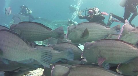 Bumphead Parrotfish - Bolbometopon muricatum This Bumphead Parrotfish - Bolbometopon muricatum are a sight to see.  They are usually found in a group/school and is the largest among Parrotfish.  There are many interesting facts about this fish :

1. Due to the shape of their head, they keep bumping their head into the corals when they feeds, causing their head to have 'sore pinkish' markings.

2. They feeds on algae and corals but are not able to digest the 'hard corals' which they defecate to become fine sands.  And this is what provide the beaches with powdery sands!

3. Because they feeds on aglae, their teeth can be very 'dirty' as algae grows on them.  They then have to get it cleaned by Cleaner Wrasses.  They do that by hanging out at 'cleaning stations' where the Cleaner Wrasses lives, and as they hover in the same position, the Cleaner Wrasses will approach them to start doing the cleaning, not only their teeth but also the gills where there can be other parasites.

4. Like all parrotfishes, they sleep at night. Some species of parrotfishes 'blows' a cocoon around them for protection and to prevent them from being eaten by their predators, mostly Sharks, that hunt them at night time.

Check out this video of a different species of Parrotfish sleeping in its cocoon :

https://www.youtube.com/watch?v=HsdwuQn_K9k

The picture in this Spotting include Divers to give a reference to their size, which can be up to 1.5 meters in length. Bolbometopon muricatum,Fish,Geotagged,Green humphead parrotfish,Malaysia,Parrotfish,Sabah