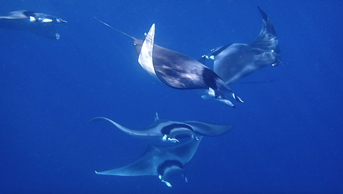 Devil Rays - Mobula mobular The Devil Rays - Mobula mobular are huge in size, wing span up to 5 meters but in this sightings, they were mostly between 2.5 - 3 meters, still impressive.<br />
<br />
Their name, Devil refer to the lobes that are most of the time 'pointed' when not feeding.<br />
<br />
Despite their size, they are harmless and filter feeders, feeding on tiny krills/shrimps.<br />
<br />
We saw this group of 5 Devil Rays from the Boat on our way back after a dive.  I was able to ask the Boat guys to approach them and let me into the water to swim with them.  It was an amazing encounter as they were like 'playing' with each other, swimming in circles.  We were told that they were probably courting/mating. Devil Rays,Devil fish,Geotagged,Mobula mobular,Philippines,Spring,cebu,malapascua