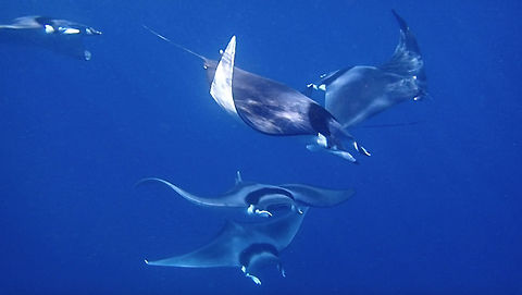 Devil Rays - Mobula mobular The Devil Rays - Mobula mobular are huge in size, wing span up to 5 meters but in this sightings, they were mostly between 2.5 - 3 meters, still impressive.

Their name, Devil refer to the lobes that are most of the time 'pointed' when not feeding.

Despite their size, they are harmless and filter feeders, feeding on tiny krills/shrimps.

We saw this group of 5 Devil Rays from the Boat on our way back after a dive.  I was able to ask the Boat guys to approach them and let me into the water to swim with them.  It was an amazing encounter as they were like 'playing' with each other, swimming in circles.  We were told that they were probably courting/mating. Devil Rays,Devil fish,Geotagged,Mobula mobular,Philippines,Spring,cebu,malapascua