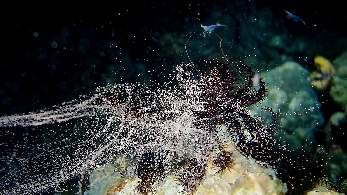 Crinoid Spawning This Crinoid spawning was encountered during a night dive.  Crinoids are from the Phylum of Echinodermata, same as all Sea Stars or Star Fishes.<br />
<br />
Crinoids are dioecious, with separate male and female individuals.  They spawn by releasing the eggs or sperms into the water column.  Other individuals nearby will then do the same and hopefully the current will bring them together and some of the eggs get fertilized.  As the eggs/sperms were being released, they were already being predated by Shrimps/Krills as can be seen in both the picture and the video.<br />
<br />
Check out the video footage of this Crinoid spawning her :<br />
<br />
<section class="video"><iframe width="448" height="282" src="https://www.youtube-nocookie.com/embed/Y6hiqqVxmeI?hd=1&autoplay=0&rel=0" frameborder="0" allowfullscreen></iframe></section><br />
 Anilao,Batangas,Crinoid,Crinoidea,Geotagged,Philippines,Spawning,Winter