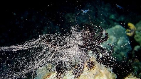Crinoid Spawning This Crinoid spawning was encountered during a night dive.  Crinoids are from the Phylum of Echinodermata, same as all Sea Stars or Star Fishes.

Crinoids are dioecious, with separate male and female individuals.  They spawn by releasing the eggs or sperms into the water column.  Other individuals nearby will then do the same and hopefully the current will bring them together and some of the eggs get fertilized.  As the eggs/sperms were being released, they were already being predated by Shrimps/Krills as can be seen in both the picture and the video.

Check out the video footage of this Crinoid spawning her :

https://www.youtube.com/watch?v=Y6hiqqVxmeI
 Anilao,Batangas,Crinoid,Crinoidea,Geotagged,Philippines,Spawning,Winter