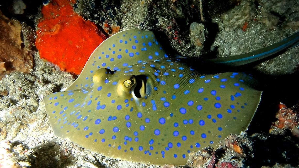 Blue Spotted Ribbontail Stingray - Taeniura lymma Blue Spotted Ribbontail Stingray - Taeniura lymma is sometimes confused with the other Blue-Spotted Stingray (Neotrygon kuhlii).  Taeniura lymma is more roundish in shaped and more pronounced blue spots and as its name of Ribbontail implies, there are blue stripes running along its tail/whip.<br />
<br />
Although they are shy and usually found under rocks or ledges and tends to swim away from divers, they can still cause serious injuries to humans from their venomous spines on their tails.                                Anilao,Batangas,Geotagged,Philippines,Stingray,Taeniura lymma,Winter,bluespotted ribbontail ray