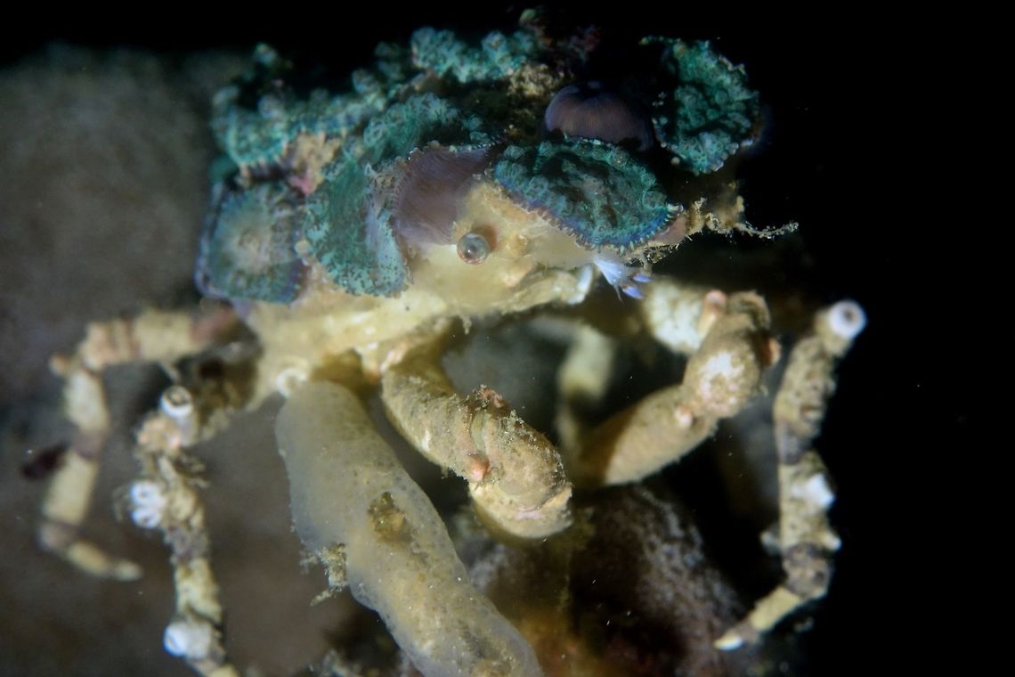 Corallimorph Decorator Crab - Cyclocoeloma tuberculata The Corallimorph Decorator Crab - Cyclocoeloma tuberculata are usually seen at night time when they come out to feeds.  They decorate their carapace with pieces of corals, mostly Corralimorph, hence their name.  But they have been noted to also decorate themselves with other types of soft corals.<br />
<br />
In the picture, they are dull grey in colour, the greenish and purple stuff are the corals they have attached to their carapace. Anilao,Batangas,Corallimorph Decorator Crab,Cyclocoeloma tuberculata,Decorator Crab,Geotagged,Philippines,Winter,crab