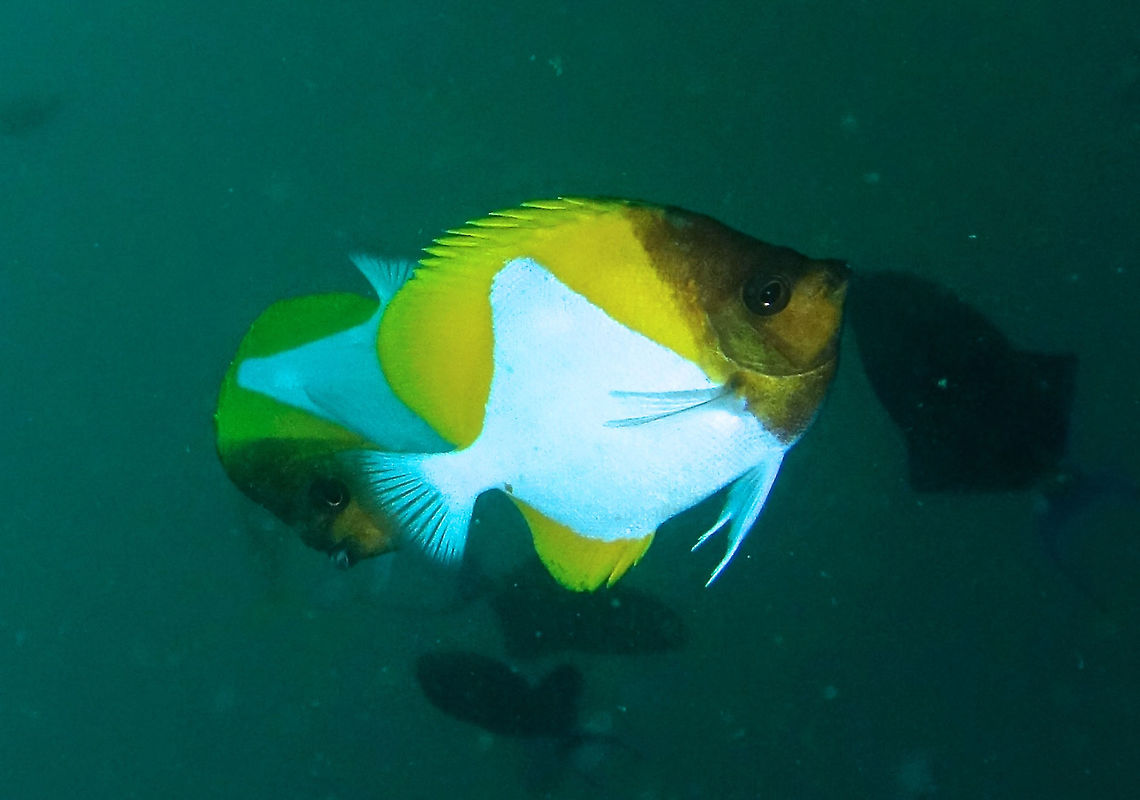 Pyramid Butterflyfish - Hemitaurichthys polylepis The Pyramid Butterflyfish - Hemitaurichthys polylepis got its name from the white-shaped pyramid on its body. Anilao,Batangas,Geotagged,Hemitaurichthys polylepis,Philippines,Pyramid butterflyfish,Winter