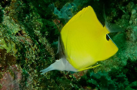 Yellow Longnose Butterflyfish - Forcipiger flavissimus The Yellow Longnose Butterflyfish - Forcipiger flavissimus is also known as the Forcep Fish for the long nose or pointed mouth, which it uses to reach inside the crevices of staghorn and other corals to feed on crustaceans.

They have been noted to be territorial, with monogamous pairs defending their coral patch. Anilao,Batangas,Forcep Fish,Forcipiger flavissimus,Geotagged,Philippines,Winter,Yellow longnose butterflyfish