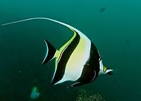 Moorish Idol - Zanclus cornutus Moorish Idol - Zanclus cornutus is the sole extant representative of the family Zanclidae (from the Greek ζαγκίος, zagkios, "oblique").<br />
<br />
They are sometimes confused with Longfin Bannerfish - Heniochus acuminatus but the mouth easily tells them apart. Anilao,Batangas,Geotagged,Moorish idol,Philippines,Winter,Zanclus cornutus