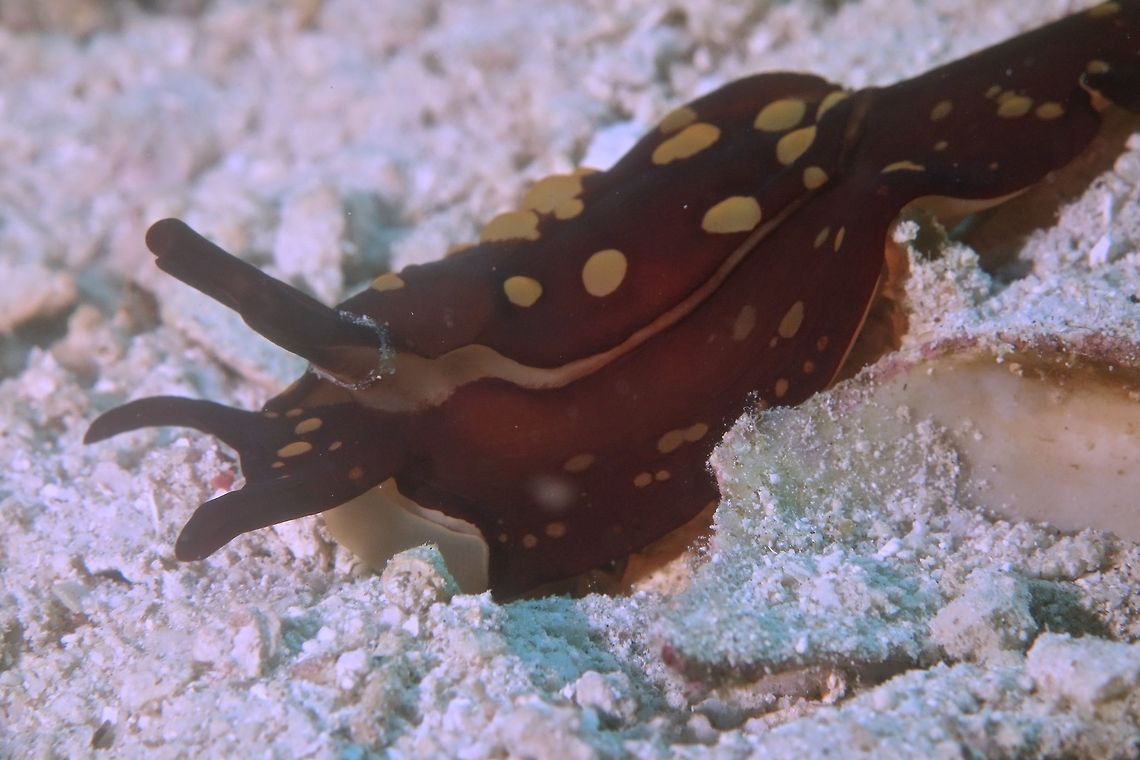 Sea Slug - Berthella martensi The Berthella martensi Sea Slug can be very variable in colours from light orange-brown to whitish/cream colour but always with the dark or clear spots. Anilao,Batangas,Berthella martensi,Geotagged,Philippines,Sea Slug,Winter