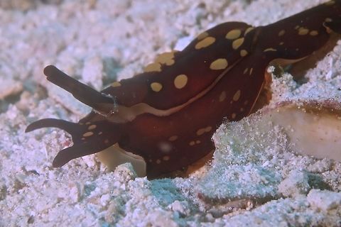 Sea Slug - Berthella martensi The Berthella martensi Sea Slug can be very variable in colours from light orange-brown to whitish/cream colour but always with the dark or clear spots. Anilao,Batangas,Berthella martensi,Geotagged,Philippines,Sea Slug,Winter
