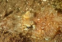 Thorny Flathead - Rogadius pristiger Thorny Flathead - Rogadius pristiger as its name implies, has a flattened head.  They are usually found at sandy bottom, buried in the sand with only their face exposed.  They are ambushed predators waiting for their prey to swim pass them.<br />
<br />
This is a close-up of its eye, showing interesting 'eye-lashes' :<br />
<br />
https://www.jungledragon.com/image/43518/thorny_flathead_-_rogadius_pristiger.html<br />
<br />
 Flathead,Geotagged,Philippines,Rogadius pristiger,Thorny flathead,Winter