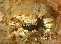 Thorny Flathead - Rogadius pristiger This is a close-up of just the eye of a Thorny Flathead, showing interesting 'eye-lid'.<br />
<br />
https://www.jungledragon.com/image/43517/thorny_flathead_-_rogadius_pristiger.html<br />
Anilao,Batangas,Flathead,Geotagged,Philippines,Rogadius pristiger,Thorny flathead,Winter