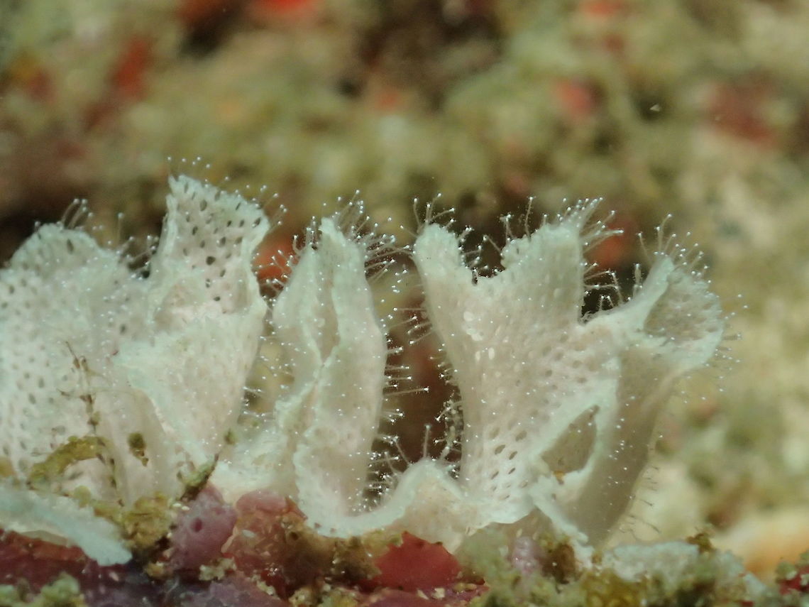 Lacy Bryozoan - Triphyllozoon inornatum This is a close-up of Lacy Bryozoan - Triphyllozoon inornatum, showing its polyp tentacles. Geotagged,Philippines,Spring,Triphyllozoon inornatum,cebu,malapascua