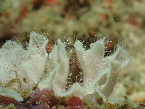 Lacy Bryozoan - Triphyllozoon inornatum This is a close-up of Lacy Bryozoan - Triphyllozoon inornatum, showing its polyp tentacles. Geotagged,Philippines,Spring,Triphyllozoon inornatum,cebu,malapascua