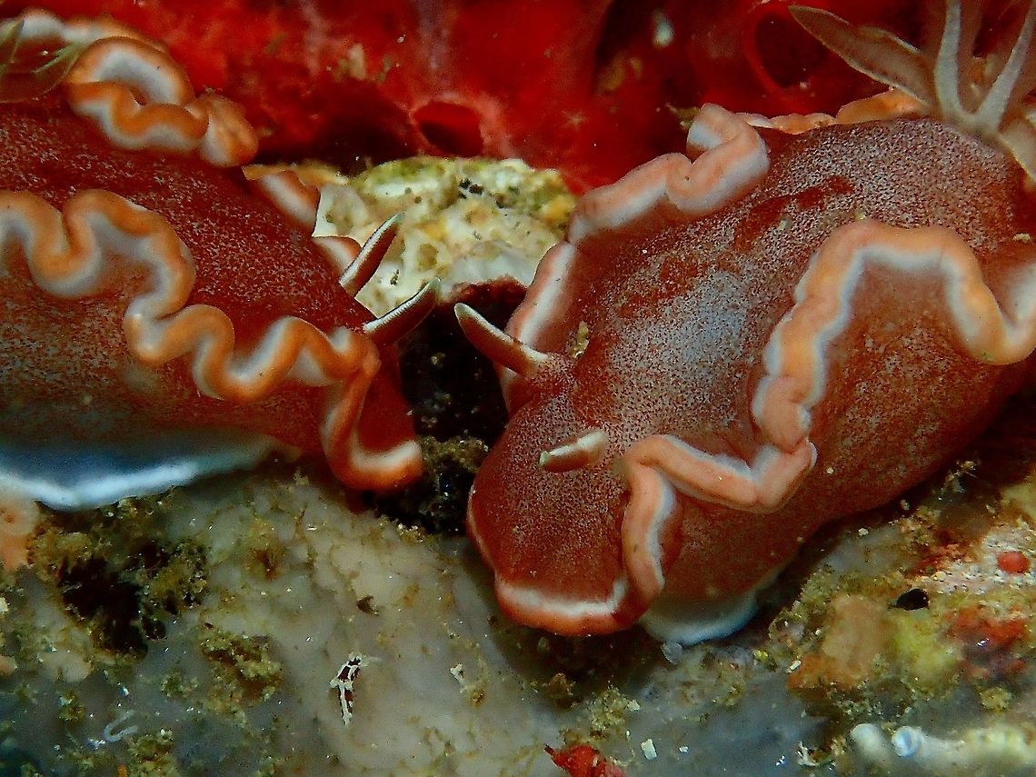 Nudibranch - Glossodoris rufomarginata This Glossodoris rufomarginata Nudibranch is mostly orange/brown in colour with inner white margins.<br />
They are around 3.5 cm in size and there are 2 of them in the picture.  During the dive, I didn't noticed there was another Nudibranch in the frame until I check my pictures on my laptop.  The 3rd Nudibranch is of another species, it is the tieny 'black/white' thing on the bottom of the picture towards centre left.  Despite the small size of this Glossodoris rufomarginata Nudibranch, can you imagine how small that tiny one was? Geotagged,Glossodoris rufomarginata,Nudibranch,Philippines,Summer,cebu,malapascua