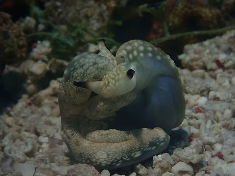 Sap Sucking Sea Slug - Plakobranchus ocellatus Sap Sucking Sea Slug - Plakobranchus ocellatus has body that is broad, truncate, and rather flattened, up to 4 cm long. The ground colour is usually pale green, beige, or cream with large ocelli (spots similar to eyespots) of cream, brown, pink, and purple in varying shades. The sole of the foot also has ocelli.

This is a pair of them courting and eventually mating.  During the courting period, they crawl around each other in a circle and then ended up in a coil as shown in the picture above.

Detailes of individuals can be seen here :

https://www.jungledragon.com/image/42939/sap_sucking_sea_slug_-_plakobranchus_ocellatus.html
 Flat Camouflaged Slug,Geotagged,Philippines,Plakobranchus ocellatus,Sap Sucking Sea Slug,Summer,cebu,malapascua,sea slug