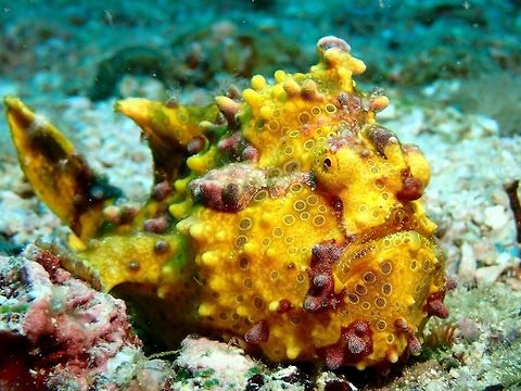 Clown/Warty Frogfish - Antennarius maculatus This is an adult Clown Frogfish - Antennarius maculatus, also known as Warty Frogfish.
They can be variable in colours - white, yellow, black, orange with spots and/or markings of other colours.

Picture of Juvenile can be seen here :

https://www.jungledragon.com/image/43016/clown_frogfish_-_antennarius_maculatus.html
 Antennarius maculatus,Clown Frogfish,Fish,Frogfish,Geotagged,Philippines,Summer,Warty frogfish,cebu,malapascua