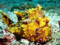 Clown/Warty Frogfish - Antennarius maculatus This is an adult Clown Frogfish - Antennarius maculatus, also known as Warty Frogfish.<br />
They can be variable in colours - white, yellow, black, orange with spots and/or markings of other colours.<br />
<br />
Picture of Juvenile can be seen here :<br />
<br />
https://www.jungledragon.com/image/43016/clown_frogfish_-_antennarius_maculatus.html<br />
 Antennarius maculatus,Clown Frogfish,Fish,Frogfish,Geotagged,Philippines,Summer,Warty frogfish,cebu,malapascua