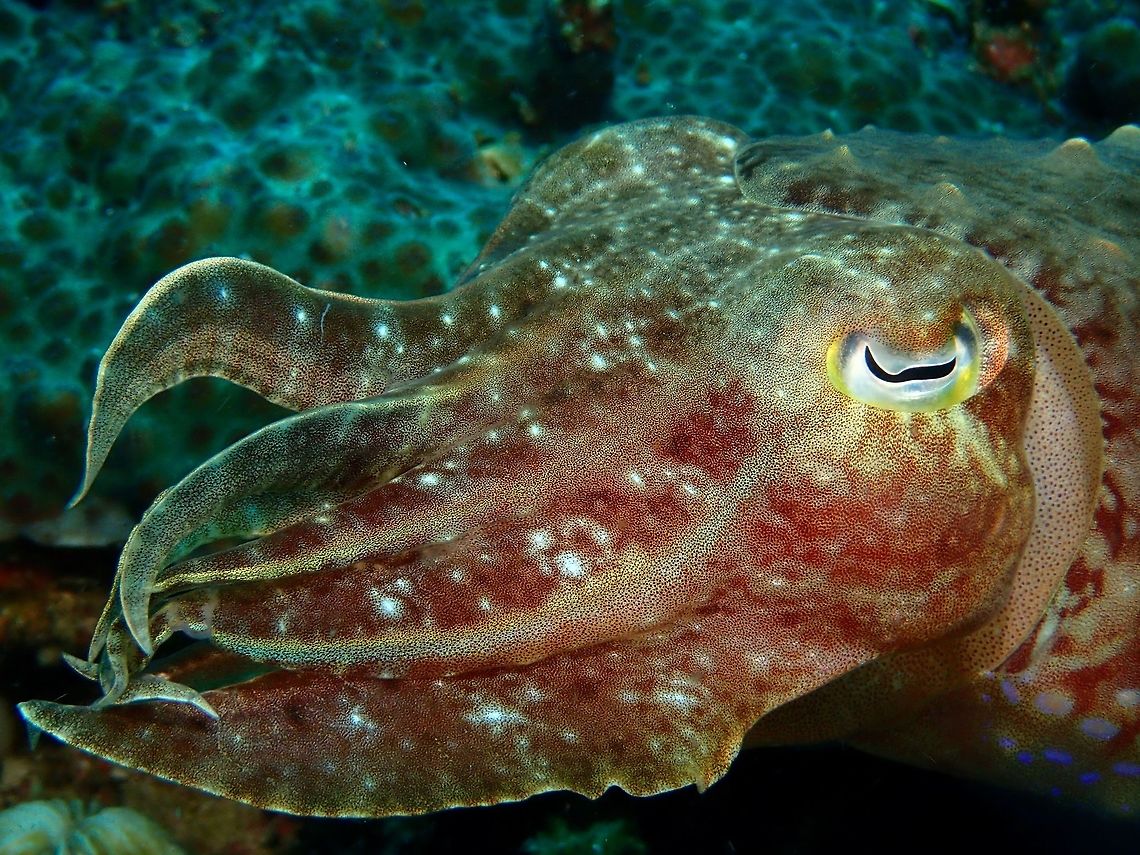 Pharaoh Cuttlefish - Sepia pharaonis The Pharaoh Cuttlefish - Sepia pharaonis are big in size, growing up to half a meter.<br />
Pharaoh cuttlefish often show a solid color when resting on a solid color background, alternating from a pale white to all dark brown. Additionally, they can show a mottled white and brown color, with a center circle of brown. The mechanism for color is the same in the Pharaoh cuttlefish as it is in other cuttlefish. This colour-changing function is produced by groups of red, yellow, brown, and black pigmented chromatophores above a layer of reflective blue and green tinted iridophores and leucophores, with up to 200 of these specialized pigment cells per square millimeter. These sacs of color are controlled by rings of muscle around the sac. The cuttlefish expands and contracts these muscle rings in order to show different colors. Cuttlefish,Geotagged,Pharaoh cuttlefish,Philippines,Sepia pharaonis,Summer,cebu,malapascua