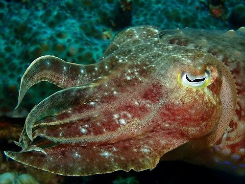 Pharaoh Cuttlefish - Sepia pharaonis The Pharaoh Cuttlefish - Sepia pharaonis are big in size, growing up to half a meter.
Pharaoh cuttlefish often show a solid color when resting on a solid color background, alternating from a pale white to all dark brown. Additionally, they can show a mottled white and brown color, with a center circle of brown. The mechanism for color is the same in the Pharaoh cuttlefish as it is in other cuttlefish. This colour-changing function is produced by groups of red, yellow, brown, and black pigmented chromatophores above a layer of reflective blue and green tinted iridophores and leucophores, with up to 200 of these specialized pigment cells per square millimeter. These sacs of color are controlled by rings of muscle around the sac. The cuttlefish expands and contracts these muscle rings in order to show different colors. Cuttlefish,Geotagged,Pharaoh cuttlefish,Philippines,Sepia pharaonis,Summer,cebu,malapascua