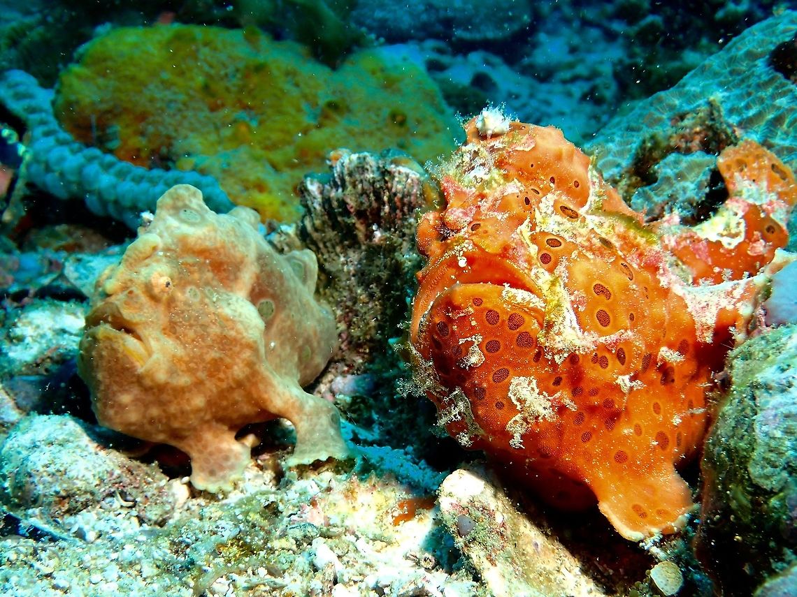 Painted Frogfish - Antennarius pictus The Painted Frogfish - Antennarius pictus can be highly variable in colour and they are capable to change their colours within weeks to adapt to their surrounding. However, the dominant coloration goes from white to black, passing through a whole range of related nuances such as cream, pink, yellow, red, and brown, usually with circular eye spots darker than the background color and/or with saddles and blotches.<br />
<br />
This picture show 2 Frogfishes; the smaller one on the left is the Male and the bigger one on the right is a Female.<br />
Usually, when  the Female is carrying eggs, she may have a suitor, sometimes up to 3 suitors.  If there are more than 1 male, they will actually jostle/fight for their 'right' to mate with her.  However, this may takes some time, they will then end-up gathering together, next to each other.  From time to time, the Male will approach the Female, 'walking' all over her and with his pectoral fins, pressing to her body and if he is the right suitor and she is ready to release here egg, they will then swim up to the water column.  She will swirl in a circle releasing her eggs in a 'ribbon mass' and the male will release his sperm to fertilize the eggs.  The egg ribbon mass will float to the water column until baby frogfishes hatched from it.<br />
<br />
Check out this video of the mating and egg releasing of another species of frogfish :<br />
<br />
<section class="video"><iframe width="448" height="282" src="https://www.youtube-nocookie.com/embed/LmU40TIlP3o?hd=1&autoplay=0&rel=0" frameborder="0" allowfullscreen></iframe></section><br />
<br />
 Antennarius pictus,Frogfish,Geotagged,Painted frogfish,Philippines,Summer,cebu,malapascua