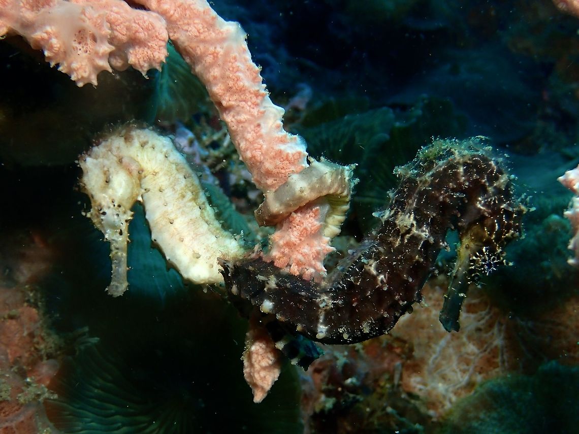 Video footage of Seahorse courting This is Barbour&#039;s seahorse - Hippocampus barbouri.<br />
<br />
This picture shows a pair; one is white and the other black in colour.<br />
Check out the video of the two courting :<br />
<br />
<section class="video"><iframe width="448" height="282" src="https://www.youtube-nocookie.com/embed/zlG3c1MsC5o?hd=1&autoplay=0&rel=0" frameborder="0" allowfullscreen></iframe></section><br />
 Barbour's seahorse,Geotagged,Hippocampus barbouri,Philippines,Summer,Yellow seahorse