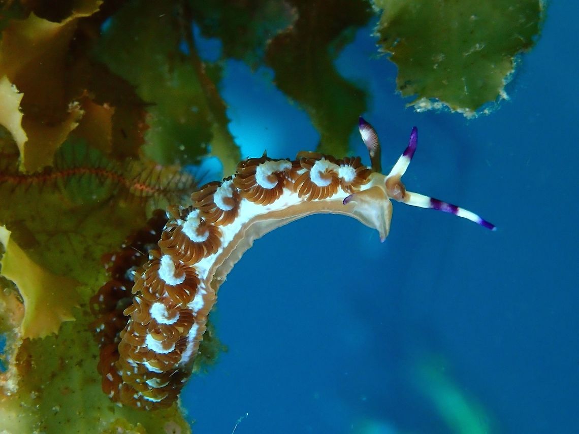 Blue Dragon Nudibranch - Pteraeolidia semperi This Aeolid Nudibranch - Pteraeolidia semperi is mostly purple in colour but can variable to brown.  It is slender and long, up 8 cm in length.  It has interesting cerata formations, that are in circular formations giving it a nice pattern. Aeolid,Blue Dragon Nudibranch,Geotagged,Philippines,Pteraeolidia semperi,Summer,cebu,malapascua,nudibranch