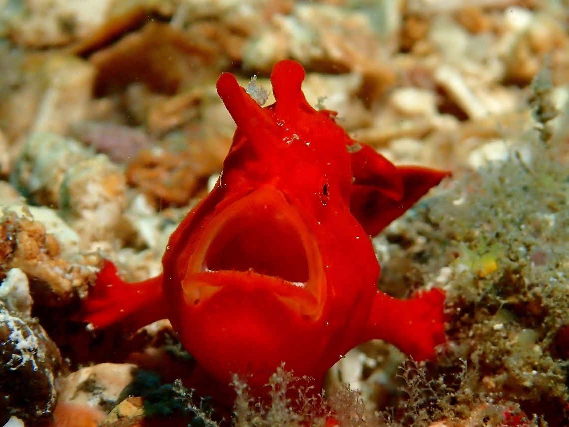 Painted Frogfish - Antennarius pictus This is a juvenile Painted Frogfish - Antennarius pictus, in red variation. Antennarius pictus,Frogfish,Geotagged,Painted frogfish,Philippines,Summer,cebu,malapascua