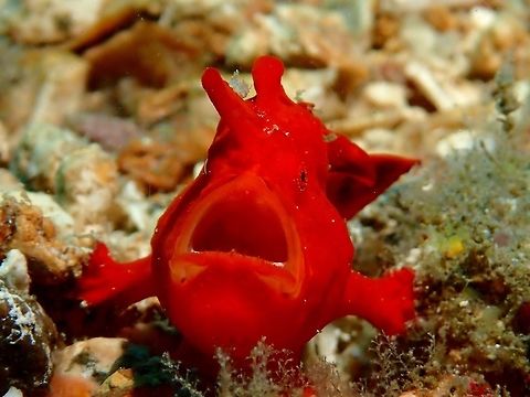 Painted Frogfish - Antennarius pictus This is a juvenile Painted Frogfish - Antennarius pictus, in red variation. Antennarius pictus,Frogfish,Geotagged,Painted frogfish,Philippines,Summer,cebu,malapascua