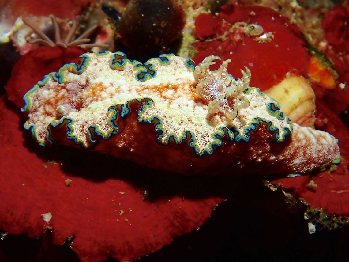 Nudibranch - Glossodoris cincta This Nudibranch - Glossodoris cincta is mostly brown/white/grey in colour with blue/yellow margins on its mantle. Geotagged,Glossodoris cincta,Nudibranch,Philippines,Summer,cebu,malapascua