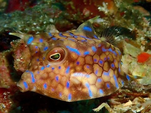Thornback Cowfish - Lactoria fornasini Lactoria fornasini are called Cowfish for the 2 'horns they have on top of their head and Thornback for the 'thorn/spine' on its back.  Am not sure, but the blue markings probably is its sign to indicate that it is poisonous, if eaten.
They are small in size, usually around 8-10 cm. Cowfish,Geotagged,Lactoria fornasini,Philippines,Summer,Thornback cowfish,cebu,malapascua