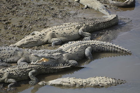 American Crocodile - Crocodylus acutus We saw this American Crocodiles from a bridge along the river, there were many of them. American Crocodile,Costa Rica,Crocodylus acutus,Geotagged,Winter