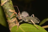 Cogwheel Assassin Bug - Arilus gallus This was a large sized Assassin Bug, named Cogwheel Assassin Bug - Arilus gallus because of the structure on its thorax that looks like a Cogwheel.<br />
<br />
Picture of the nymphs can be seen here :<br />
<br />
https://www.jungledragon.com/image/43675/nymphs_of_cog_wheel_assassin_bug.html<br />
 Arilus gallus,Cog Wheel Assassin Bug,Costa Rica,Geotagged,Spring
