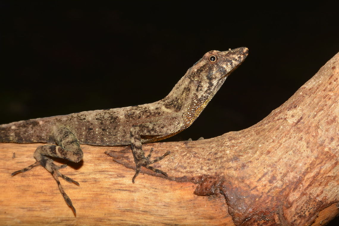 Anole Lizard - Anolis polylepis This is an Anole Lizard from the genus Anolis, but not sure what species.<br />
Seen up in a remote Mountain in Costa Rica. Anole Lizard,Anolis polylepis,Anolis sp,Costa Rica,Geotagged,Many-scaled anole,Winter