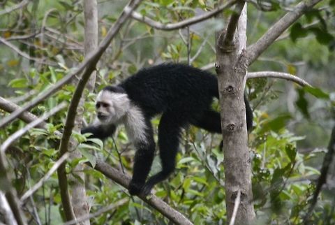 White-faced Capuchin Monkey - Cebus capucinus Up in a remote mountain, this White-faced Capuchin Monkey - Cebus capucinus were rather shy.
We saw them nearly everyday, approaching the Resort we were staying at because of some fruit trees but they were also very mischievous, approaching the pet cat of the owner to 'harass' it.  Cebus capucinus,Costa Rica,Geotagged,White-faced Capuchin Monkey,White-headed capuchin,Winter