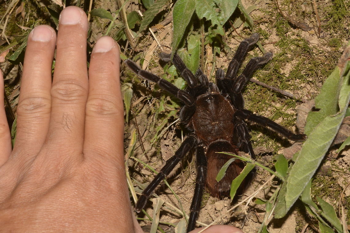 Mother Tarantula Saw this Mother Tarantula together with her babies in a small hole on the wall side of a trail in a remote mountain.<br />
The first day we saw them, the Mother was in a hole guarding over her babies.  On the third day, the babies started to leave the &#039;home&#039; and eventually even the Mother Tarantula also came out to the open.<br />
<br />
This is the picture of the baby Tarantulas :<br />
<br />
<figure class="photo"><a href="https://www.jungledragon.com/image/43585/baby_tarantulas.html" title="Baby Tarantulas"><img src="https://s3.amazonaws.com/media.jungledragon.com/images/2994/43585_thumb.jpg?AWSAccessKeyId=05GMT0V3GWVNE7GGM1R2&Expires=1765411210&Signature=Z2dl4S77UeBHAqHMPVFSNo3kM7w%3D" width="200" height="138" alt="Baby Tarantulas Saw this batch of Baby Tarantulas together with their Mother in a small hole on the wall side of a trail in a remote mountain.<br />
The first day we saw them, the Mother was in a hole guarding over her babies. On the third day, the babies started to leave the &#039;home&#039; and eventually even the Mother Tarantula also came out to the open.<br />
<br />
Have posted in other forum for the ID, but no luck with it.<br />
<br />
This is the picture of the Mother Tarantula :<br />
<br />
https://www.jungledragon.com/image/43584/mother_tarantula.html<br />
 Babies,Costa Rica,Geotagged,Spring,Tarantula" /></a></figure><br />
<br />
<br />
Have posted in other forum for the ID, but no luck with it. Costa Rica,Geotagged,Spring,Tarantula