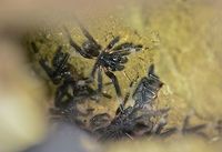 Baby Tarantulas Saw this batch of Baby Tarantulas together with their Mother in a small hole on the wall side of a trail in a remote mountain.<br />
The first day we saw them, the Mother was in a hole guarding over her babies. On the third day, the babies started to leave the 'home' and eventually even the Mother Tarantula also came out to the open.<br />
<br />
Have posted in other forum for the ID, but no luck with it.<br />
<br />
This is the picture of the Mother Tarantula :<br />
<br />
https://www.jungledragon.com/image/43584/mother_tarantula.html<br />
 Babies,Costa Rica,Geotagged,Spring,Tarantula
