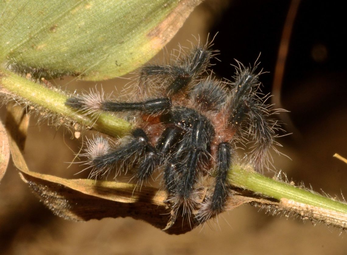 Baby Tarantula This was one of the many Baby Tarantula that has come out to the open.<br />
<br />
This is  the picture of the Mother Tarantula :<br />
<br />
<figure class="photo"><a href="https://www.jungledragon.com/image/43584/mother_tarantula.html" title="Mother Tarantula"><img src="https://s3.amazonaws.com/media.jungledragon.com/images/2994/43584_thumb.JPG?AWSAccessKeyId=05GMT0V3GWVNE7GGM1R2&Expires=1765411210&Signature=sdjq77%2B05kHj7x%2BRQ4V4Tz3zPoE%3D" width="200" height="134" alt="Mother Tarantula Saw this Mother Tarantula together with her babies in a small hole on the wall side of a trail in a remote mountain.<br />
The first day we saw them, the Mother was in a hole guarding over her babies.  On the third day, the babies started to leave the &#039;home&#039; and eventually even the Mother Tarantula also came out to the open.<br />
<br />
This is the picture of the baby Tarantulas :<br />
<br />
https://www.jungledragon.com/image/43585/baby_tarantulas.html<br />
<br />
<br />
Have posted in other forum for the ID, but no luck with it. Costa Rica,Geotagged,Spring,Tarantula" /></a></figure><br />
 Baby,Costa Rica,Geotagged,Spring,Tarantula