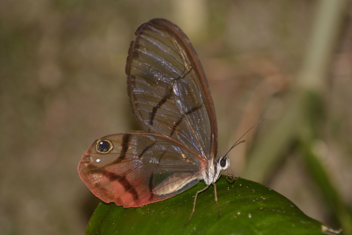 Blushing Phantom Butterfly - Cithaerias pireta This Blushing Phantom Butterfly - Cithaerias pireta is also referred to as Clearwing/Glasswing Buttertfly.  They probably got the Blushing name from the pink tips on the hind wings.<br />
Cithaerias pireta can be found from Mexico to South America with several sub-species found in Colombia, Perua and Brazil. Cithaerias pireta,Costa Rica,Geotagged,Spring