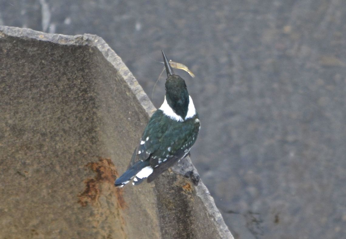 Green Kingfisher, female -  Chloroceryle americana This female Green Kingfisher - Chloroceryle americana has a nice fresh water prawn for lunch. Chloroceryle americana,Costa Rica,Geotagged,Green Kingfisher,Winter,female