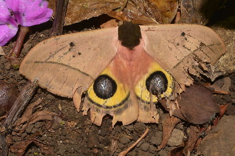 Bull's Eye Silk Moth - Automeris belti This Bull's Eye Silk Moth - Automeris belti probably get its name for the false eyes on it hind wings.

This picture shows the same Moth when its hind wings were not exposed :

https://www.jungledragon.com/image/43602/bulls_eye_silk_moth_-_automeris_belti.html
 Automeris belti,Bull's Eye Silk Moth,Costa Rica,Geotagged,Winter