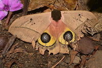 Bull's Eye Silk Moth - Automeris belti This Bull's Eye Silk Moth - Automeris belti probably get its name for the false eyes on it hind wings.<br />
<br />
This picture shows the same Moth when its hind wings were not exposed :<br />
<br />
https://www.jungledragon.com/image/43602/bulls_eye_silk_moth_-_automeris_belti.html<br />
 Automeris belti,Bull's Eye Silk Moth,Costa Rica,Geotagged,Winter