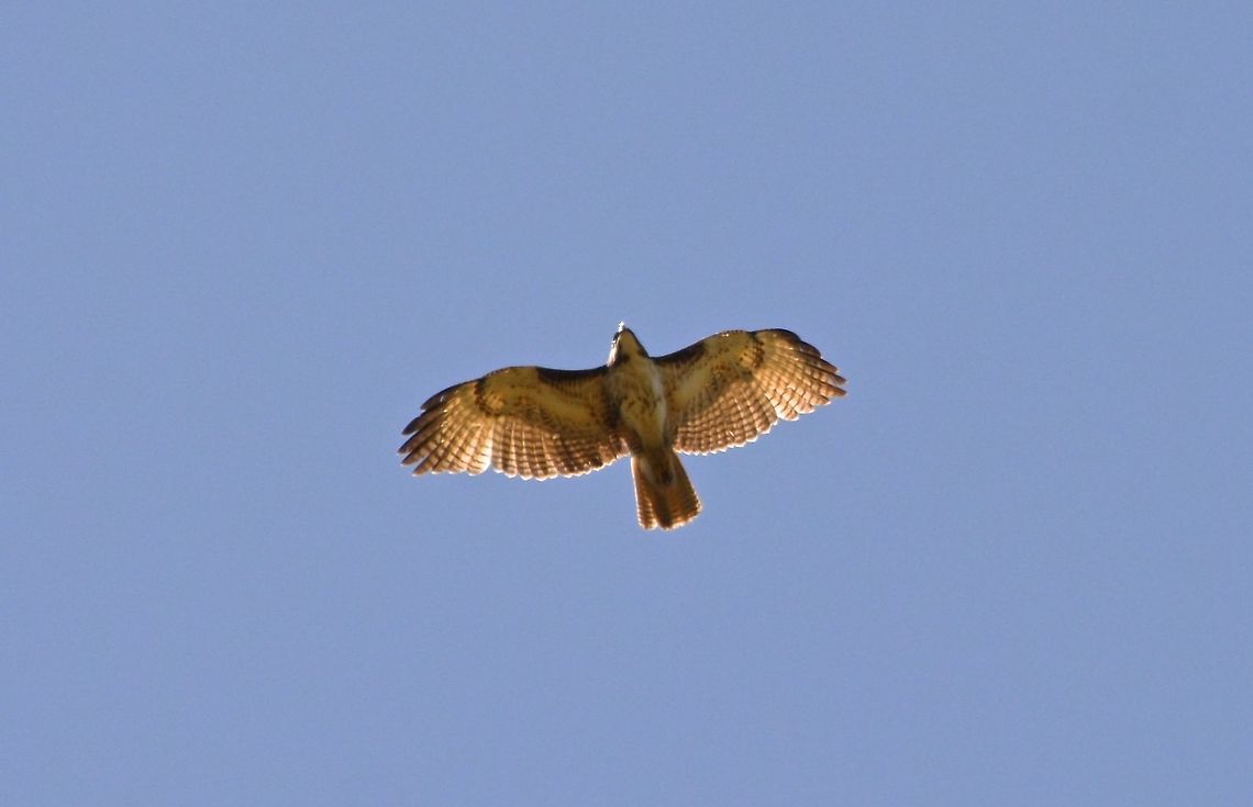 Red-Tailed Hawk - Buteo jamaicensis Red-Tailed Hawk - Buteo jamaicensis, soaring in the sky Buteo jamaicensis,Costa Rica,Geotagged,Red-tailed hawk,Winter