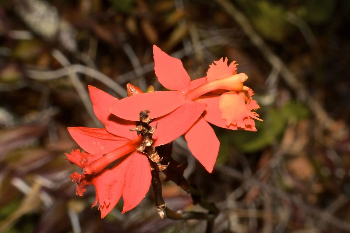 Orchid - Epidendrum radicans Epidendrum radicans is a territorial Orchid. Costa Rica,Epidendrum radicans,Geotagged,Spring