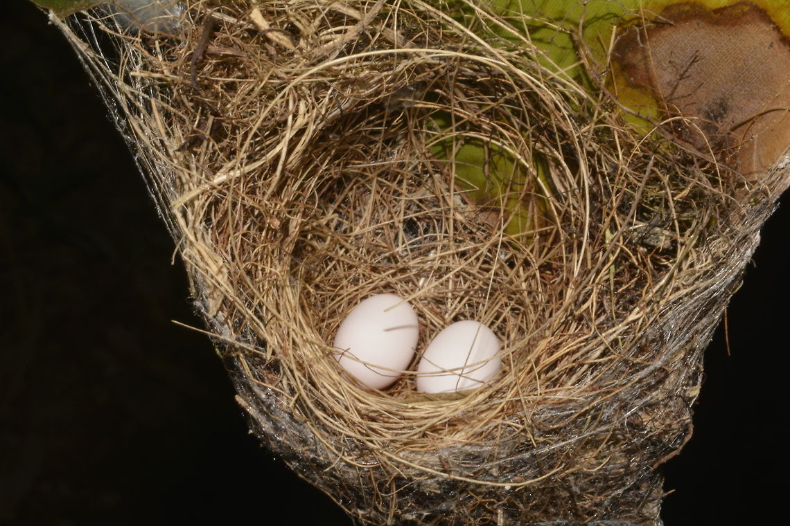 Long-tailed Hermit Hummingbird - Phaethornis superciliosus This is the nest and 2 eggs of Long-tailed Hermit Hummingbird - Phaethornis superciliosus.<br />
Managed to take a picture of it when the Mother Hummingbird went away from the nest.<br />
<br />
This is the picture of the Mother :<br />
<br />
<figure class="photo"><a href="https://www.jungledragon.com/image/43265/long-tailed_hermit_hummingbird_-_phaethornis_superciliosus.html" title="Long-tailed Hermit Hummingbird - Phaethornis superciliosus"><img src="https://s3.amazonaws.com/media.jungledragon.com/images/2994/43265_thumb.JPG?AWSAccessKeyId=05GMT0V3GWVNE7GGM1R2&Expires=1769040010&Signature=qZPHeaGncoNu4whX16Yt1ofAB0A%3D" width="200" height="134" alt="Long-tailed Hermit Hummingbird - Phaethornis superciliosus Saw this Long-tailed Hermit Hummingbird - Phaethornis superciliosus in her nest, brooding 2 eggs.<br />
<br />
This is a picture of the eggs :<br />
<br />
https://www.jungledragon.com/image/43598/long-tailed_hermit_hummingbird_-_phaethornis_superciliosus.html<br />
 Costa Rica,Geotagged,Long-tailed hermit,Phaethornis superciliosus,Spring" /></a></figure><br />
 Costa Rica,Geotagged,Hummingbird,Long-tailed Hermit Hummingbird,Long-tailed hermit,Phaethornis superciliosus,Spring