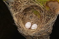 Long-tailed Hermit Hummingbird - Phaethornis superciliosus This is the nest and 2 eggs of Long-tailed Hermit Hummingbird - Phaethornis superciliosus.<br />
Managed to take a picture of it when the Mother Hummingbird went away from the nest.<br />
<br />
This is the picture of the Mother :<br />
<br />
https://www.jungledragon.com/image/43265/long-tailed_hermit_hummingbird_-_phaethornis_superciliosus.html<br />
 Costa Rica,Geotagged,Hummingbird,Long-tailed Hermit Hummingbird,Long-tailed hermit,Phaethornis superciliosus,Spring