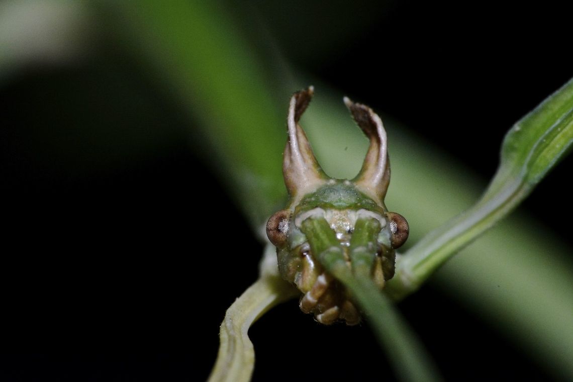 The Dragon Face This is a close-up of a Stick Insect, Phasmid - Phanoclocrania dorsuaria.<br />
When it was first described by St&aring;l back in 1875, it was placed under the genus name of Bostra.<br />
In the year 2011, 2 German taxanomists - Hennemann &amp; Conle studied this species further and created a new genus called Phanoclocrania and placed this species under it.<br />
At the moment, there are only 2 species placed under the genus Phanoclocrania.<br />
This species is rarely seen.<br />
<br />
Picture of the whole Phasmid can be seen here :<br />
<br />
<figure class="photo"><a href="https://www.jungledragon.com/image/43603/stick_insect_phasmid_-_phanoclocrania_dorsuaria.html" title="Stick Insect, Phasmid - Phanoclocrania dorsuaria"><img src="https://s3.amazonaws.com/media.jungledragon.com/images/2994/43603_thumb.jpg?AWSAccessKeyId=05GMT0V3GWVNE7GGM1R2&Expires=1769040010&Signature=OMhBK%2FWBI3NdhGXktWB2aucnLVM%3D" width="200" height="134" alt="Stick Insect, Phasmid - Phanoclocrania dorsuaria This is a Stick Insect, Phasmid - Phanoclocrania dorsuaria.<br />
When it was first described by St&aring;l back in 1875, it was placed under the genus name of Bostra.<br />
In the year 2011, 2 German taxanomists - Hennemann &amp; Conle studied this species further and created a new genus called Phanoclocrania and placed this species under it.<br />
At the moment, there are only 2 species placed under the genus Phanoclocrania.<br />
This species is rarely seen.<br />
<br />
Close-up of the face showing its 'horn' like appendages can be seen here :<br />
<br />
https://www.jungledragon.com/image/43601/the_dragon_face.html<br />
<br />
And Male of this species can be seen here :<br />
<br />
https://www.jungledragon.com/image/43666/stick_insect_phasmid_-_phanoclocrania_dorsuaria.html<br />
 Costa Rica,Geotagged,Phanoclocrania dorsuaria,Phasmid,Stick Insect,Winter" /></a></figure><br />
 Costa Rica,Geotagged,Phanoclocrania dorsuaria,Phasmid,Spring,Stick Insect