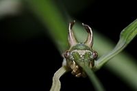 The Dragon Face This is a close-up of a Stick Insect, Phasmid - Phanoclocrania dorsuaria.<br />
When it was first described by St&aring;l back in 1875, it was placed under the genus name of Bostra.<br />
In the year 2011, 2 German taxanomists - Hennemann & Conle studied this species further and created a new genus called Phanoclocrania and placed this species under it.<br />
At the moment, there are only 2 species placed under the genus Phanoclocrania.<br />
This species is rarely seen.<br />
<br />
Picture of the whole Phasmid can be seen here :<br />
<br />
https://www.jungledragon.com/image/43603/stick_insect_phasmid_-_phanoclocrania_dorsuaria.html<br />
 Costa Rica,Geotagged,Phanoclocrania dorsuaria,Phasmid,Spring,Stick Insect